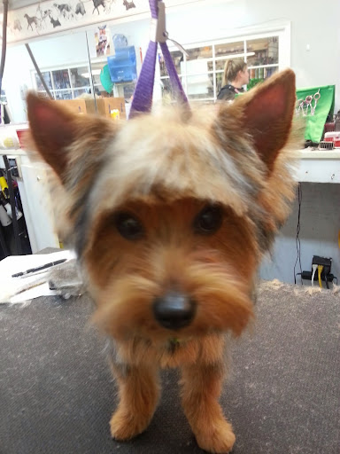 Pet Store «Canine Carousel», reviews and photos, 43135 Broadlands Center Plaza #129, Ashburn, VA 20148, USA