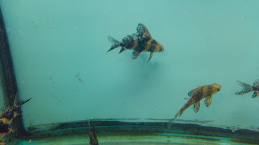 Aquarium «Beltway Aquarium», reviews and photos, 3306 Crain Hwy, Waldorf, MD 20603, USA