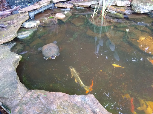 Pet Store «Aquarium», reviews and photos, 6410 Papermill Pl Way, Knoxville, TN 37919, USA