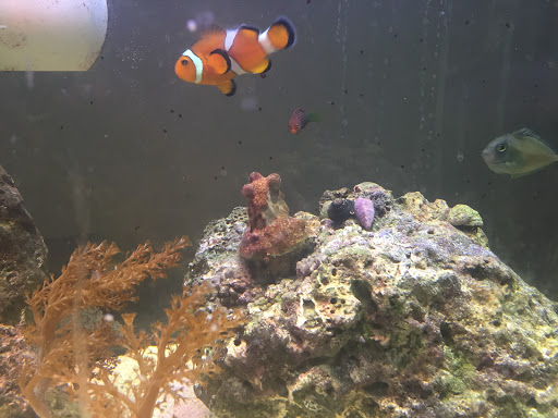 Tropical Fish Store «Aquaria Masters», reviews and photos, 411 Tia Juana St, Colorado Springs, CO 80909, USA
