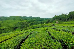 Wisata kebun teh gunung gambir image