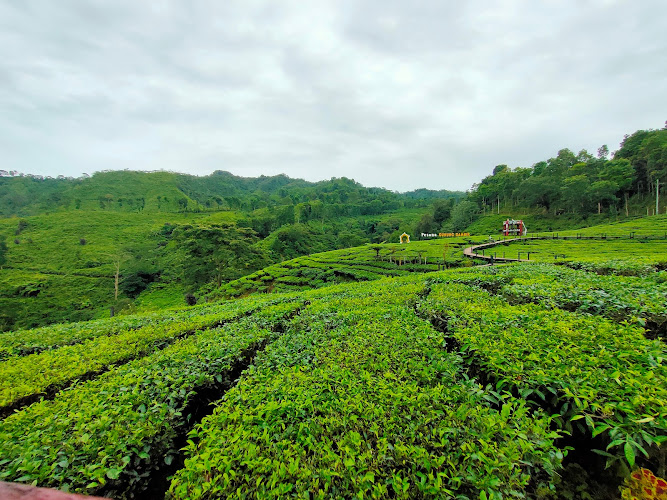 Wisata kebun teh gunung gambir