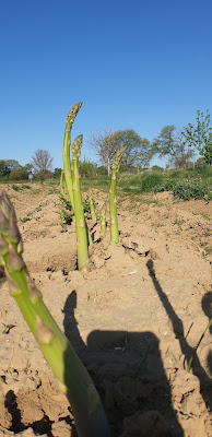 Scea Clos Romarion à Puichéric