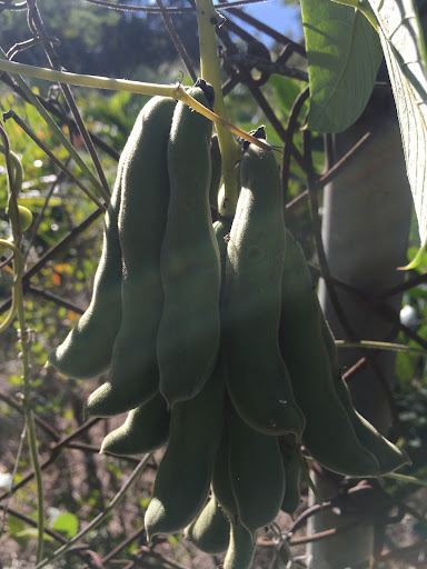 橋涮涮鍋（養生小火鍋） 的照片