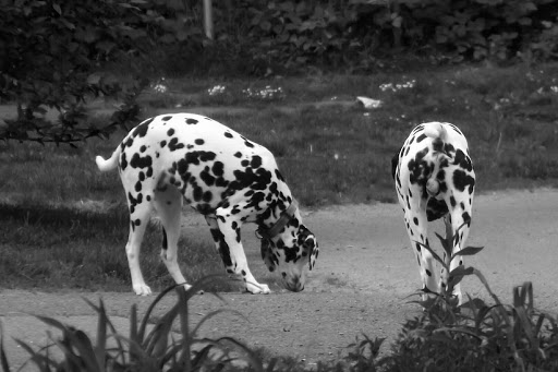 Park «Sellwood Riverfront Park», reviews and photos, SE Oaks Park Way, Portland, OR 97202, USA