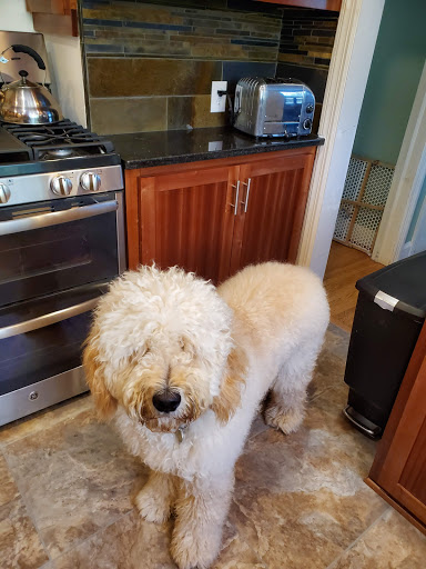 Shear Joy Dog Grooming