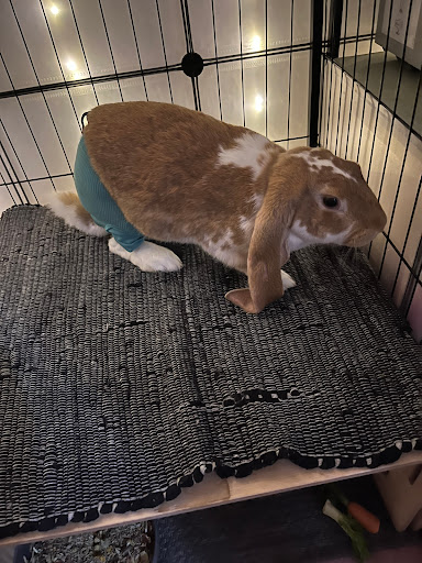 Tierarztpraxis Eichenberg unter Duisburg, Nordrhein-Westfalen