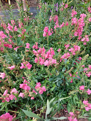 Florist «Pinewood and Posies», reviews and photos, 4547 White Oak Rd, Paradise, PA 17562, USA