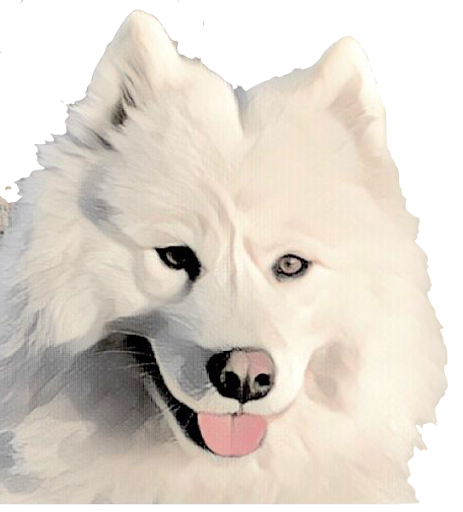 Snowball Kingdom FCI Hodowla psów rasy Samoyed