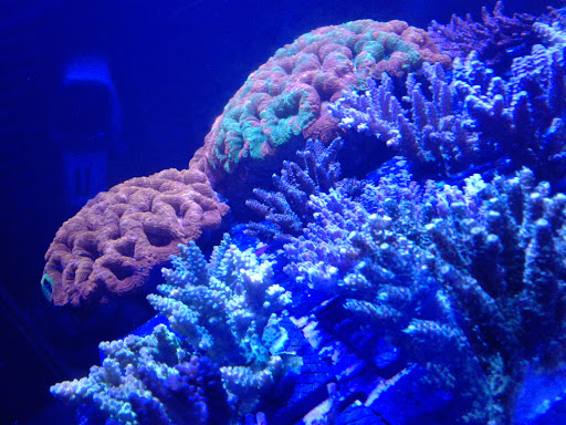 Aquarium «Oceans Direct», reviews and photos, 215 W State Rd 434, Longwood, FL 32750, USA