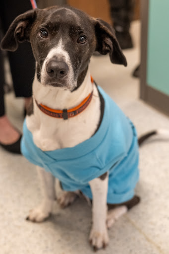 AcutePet Urgent Care image