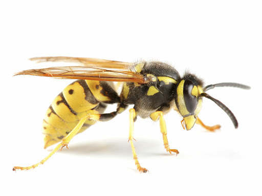 A1 Pest Control