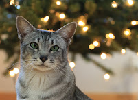 Feline Mind Pet Sitting - Photo 1 - Car repair in , Thornton