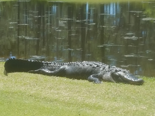 Golf Club «NAS Jacksonville Golf Club», reviews and photos, 3978 Mustin Rd, Jacksonville, FL 32212, USA