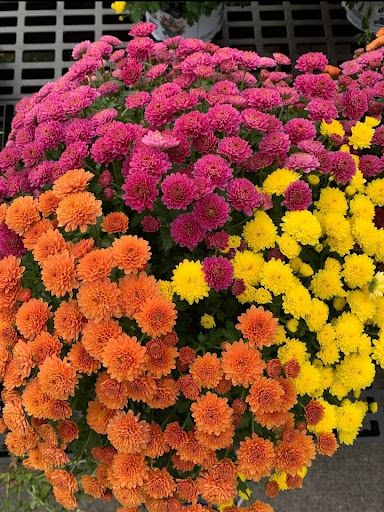 Department Store «Walmart Supercenter», reviews and photos, 350 Robert Smalls Pkwy, Beaufort, SC 29906, USA