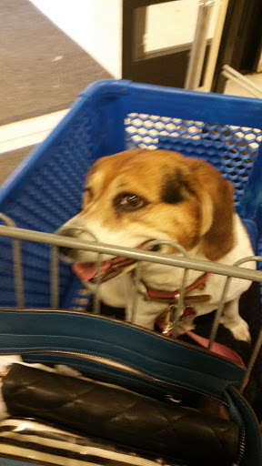 Pet Supply Store «PetSmart», reviews and photos, 250 Grossman Dr, Braintree, MA 02184, USA