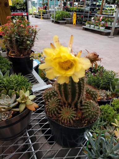 Home Improvement Store «The Home Depot», reviews and photos, 1341 W Davis St, Conroe, TX 77304, USA