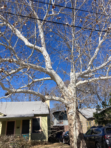 Bicycle Rental Service «Barton Springs Bike Rental», reviews and photos, 1707 Barton Springs Rd, Austin, TX 78704, USA