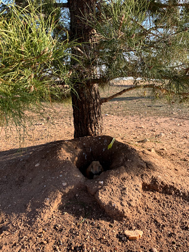 Wildlife Park «Prairie Dog Town», reviews and photos, MacKenzie Park Rd, Lubbock, TX 79401, USA
