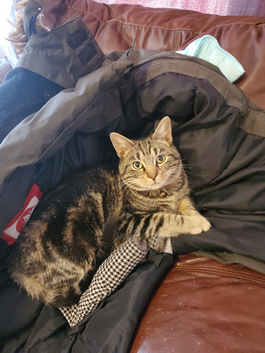 Pet Supply Store «PetSmart», reviews and photos, 3680 S US Hwy 41, Terre Haute, IN 47802, USA