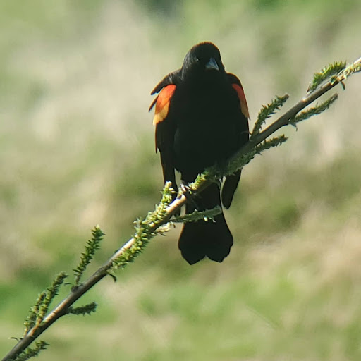 Park «Commonwealth Lake Park», reviews and photos, SW Butner Rd & SW Huntington Ave, Cedar Hills, OR 97225, USA