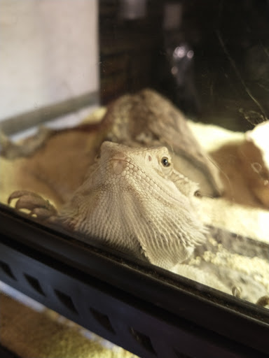 Pet Store «Critter Cabana», reviews and photos, 516 E 1st St, Newberg, OR 97132, USA