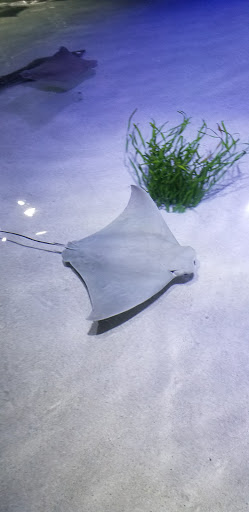 Aquarium «SEA LIFE Minnesota Aquarium», reviews and photos, 120 E Broadway, Bloomington, MN 55425, USA