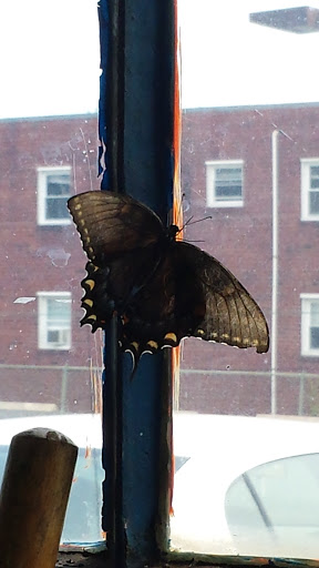 Auto Repair Shop «Damascus Motors», reviews and photos, 26100 Woodfield Rd, Damascus, MD 20872, USA