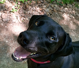 Freilauffläche für Hunde photo