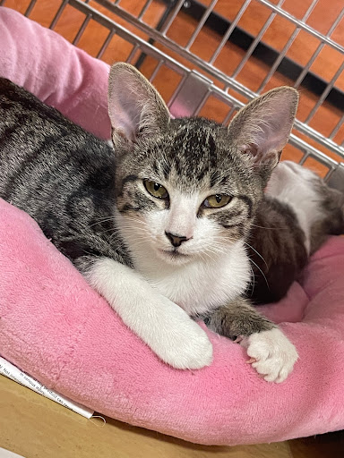 Pet Supply Store «PetSmart», reviews and photos, 450 Fairview Ave, Hudson, NY 12534, USA