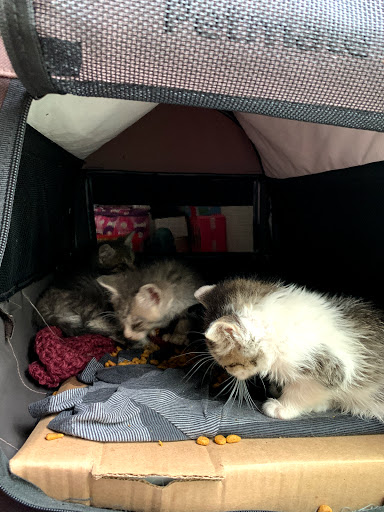 Pet Supply Store «Petco Animal Supplies», reviews and photos, 1060 U.S. 9, Parlin, NJ 08859, USA