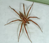 Remedy Pest Control - Photo 3 - Car repair in , Birmingham