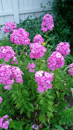 Nature Preserve «Shoe Factory Road Prairie Nature Preserve», reviews and photos, Shoe Factory Rd, Hoffman Estates, IL 60192, USA