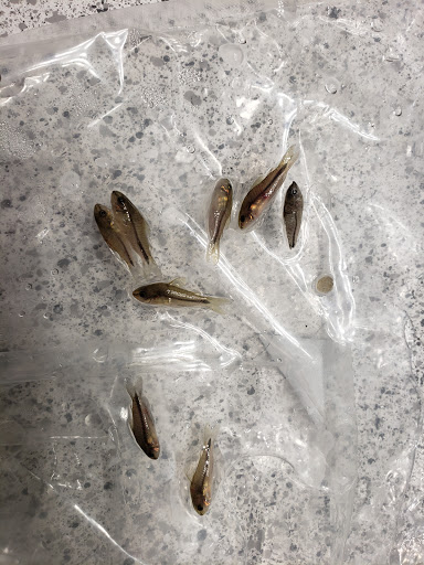 Pet Store «WorldWide Fish & Pets», reviews and photos, 61 Amity Rd, New Haven, CT 06515, USA