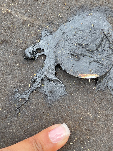 Window Installation Service «Paradise Exteriors - Hurricane Impact Windows and Doors», reviews and photos