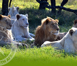 Zulu Safaris photo