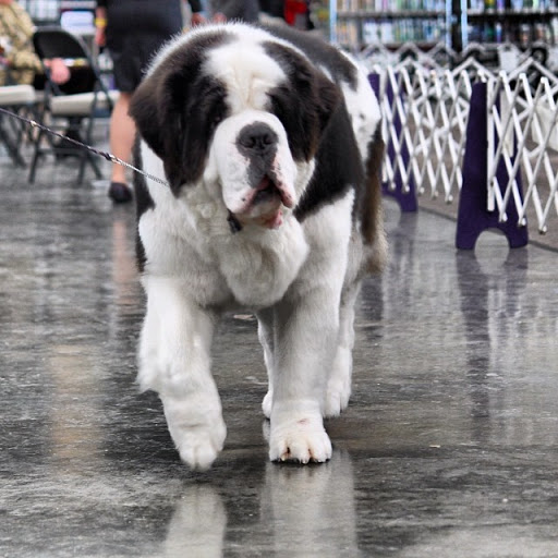 Tour Agency «Wildwood Boardwalk», reviews and photos, 3720 Boardwalk, Wildwood, NJ 08260, USA