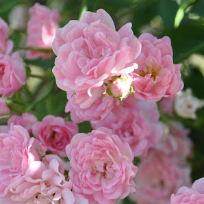 Au Panier Fleuri Montanier, 26800 Étoile-sur-Rhône, France