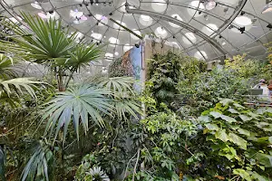 Osher Rainforest at the California Academy of Sciences image
