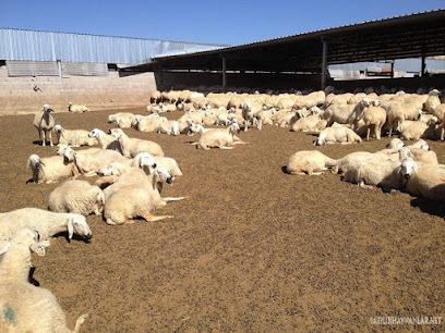Adana Adaklık Kurbanlık Koyun Satış Merkezi - Muhammed Cumali Kardeşler