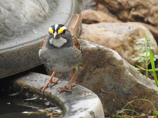 Nature Preserve «Warbler Woods», reviews and photos, 19349 Old Wiederstein Rd, Cibolo, TX 78108, USA