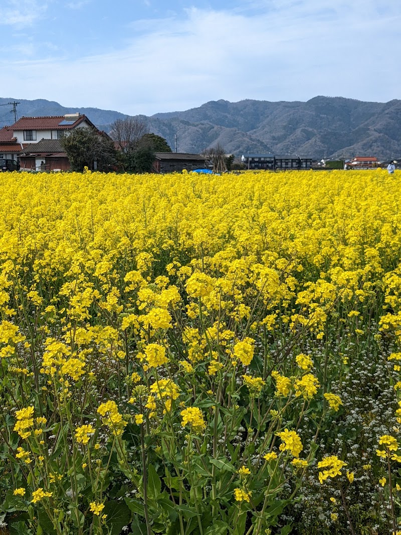 斐川町菜の花畑