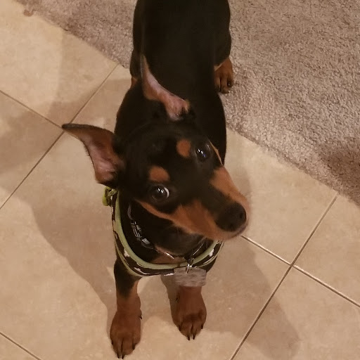 Pet Store «Pet Supermarket, Inc.», reviews and photos, 2446 N University Dr, Coral Springs, FL 33065, USA