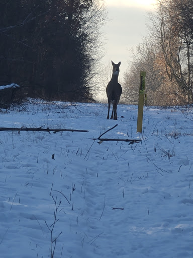 Nature Preserve «McDonald Woods Forest Preserve», reviews and photos, 19611 W Grass Lake Rd, Lake Villa, IL 60046, USA