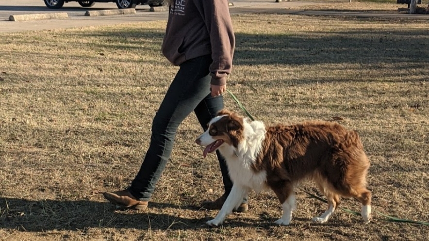 Bar W Dog Training