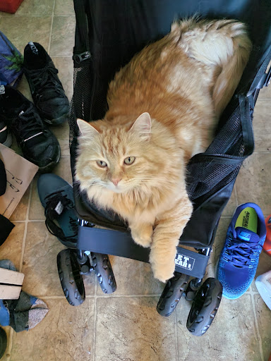 Pet Supply Store «Pet Food Express», reviews and photos, 1315 Linda Mar Shopping Center, Pacifica, CA 94044, USA