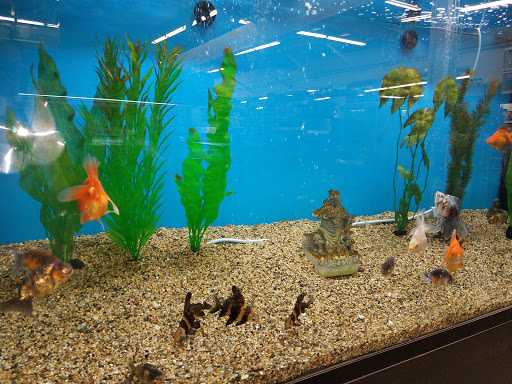 Pet Store «Super Pets», reviews and photos, 9403 E Las Tunas Dr, Temple City, CA 91780, USA