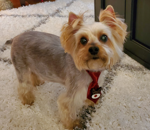 Pet Boarding Service «About Pets Center», reviews and photos, 1604 Conehurst Blvd, Salem, VA 24153, USA