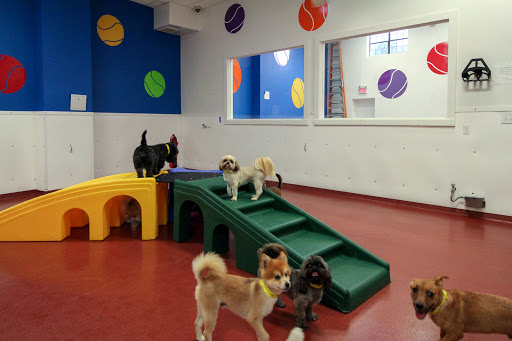 Paws & Play Pet Resort and Training Center
