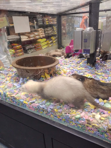 Pet Store «Exotic Pets», reviews and photos, 2410 N Decatur Blvd #160, Las Vegas, NV 89108, USA